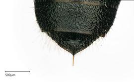   Ceratina ballotae , female. photo: Joshua Hengel 
